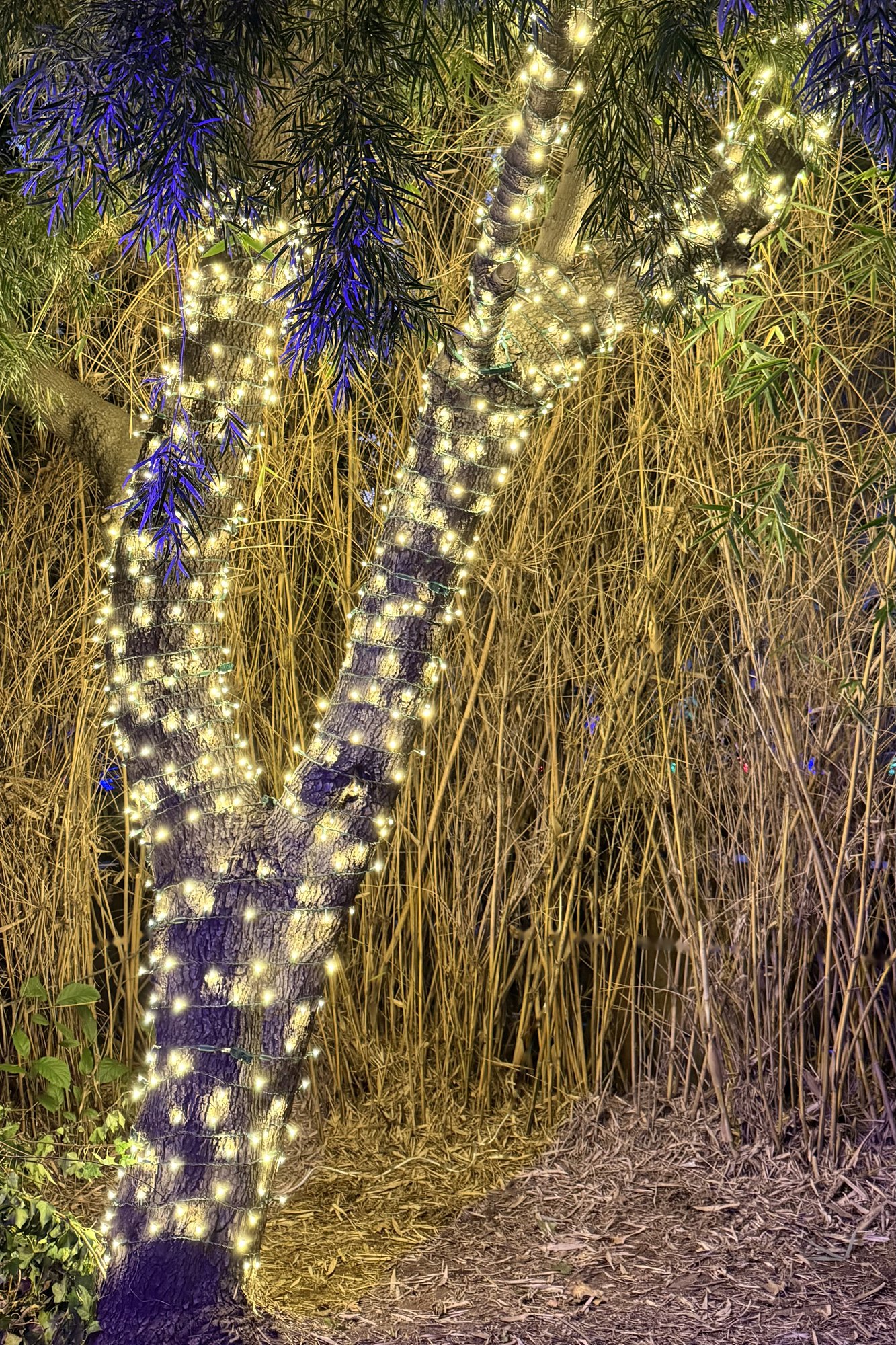 A tree trunk and branches wrapped tightly in warm white mini lights against tall bamboo