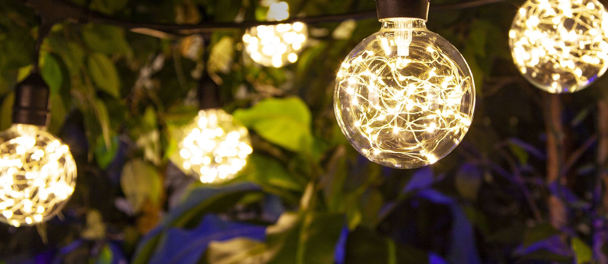 A string of clear globe bulbs filled with tiny fairy lights, strung through trees at dusk