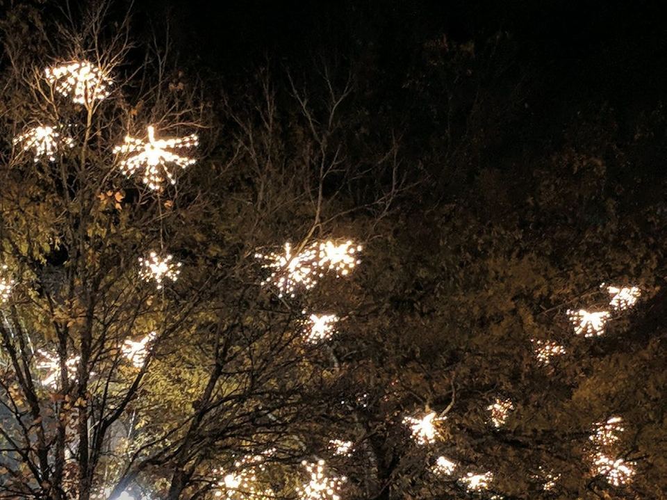 Warm white starbursts hanging in the trees over a street