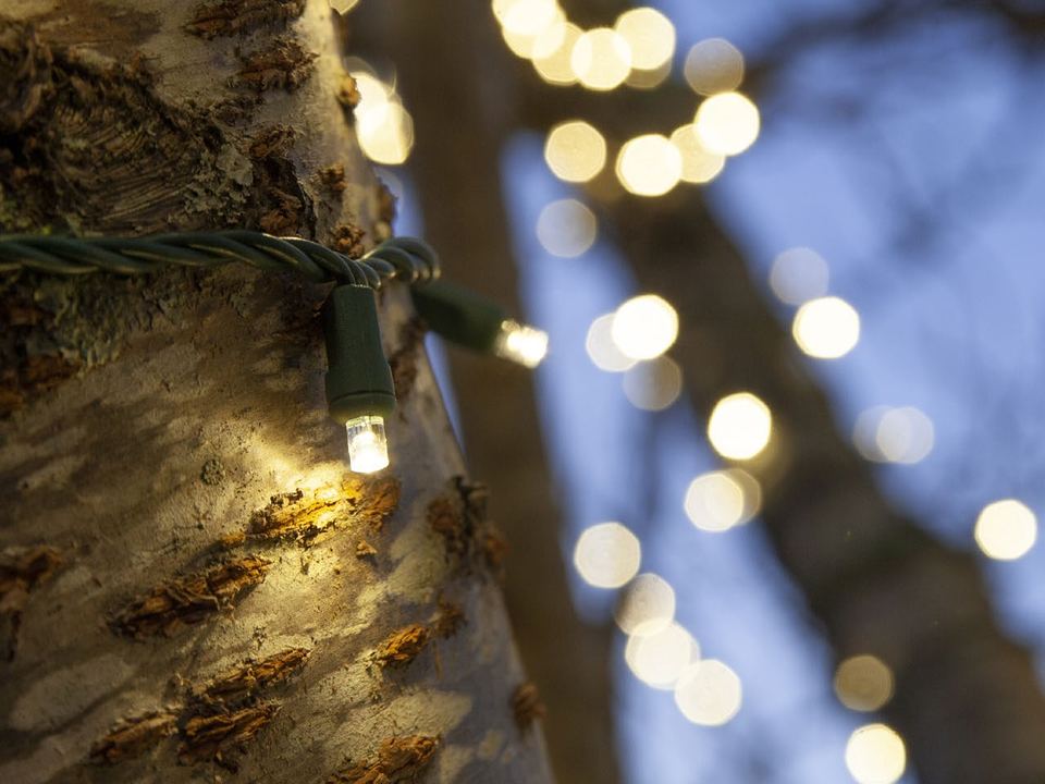 Warm white mini lights strung up a tree trunk, glowing against the evening sky