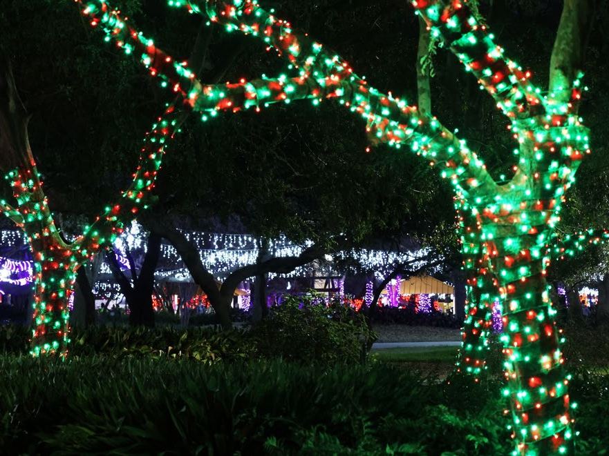 Trees wrapped in red and green lights