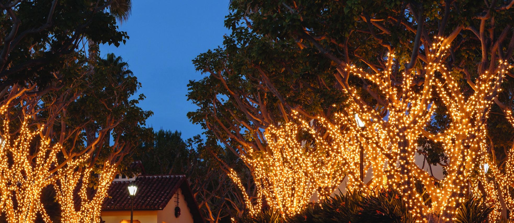 Large trees wrapped trunk to branch tip in warm white lights at dusk
