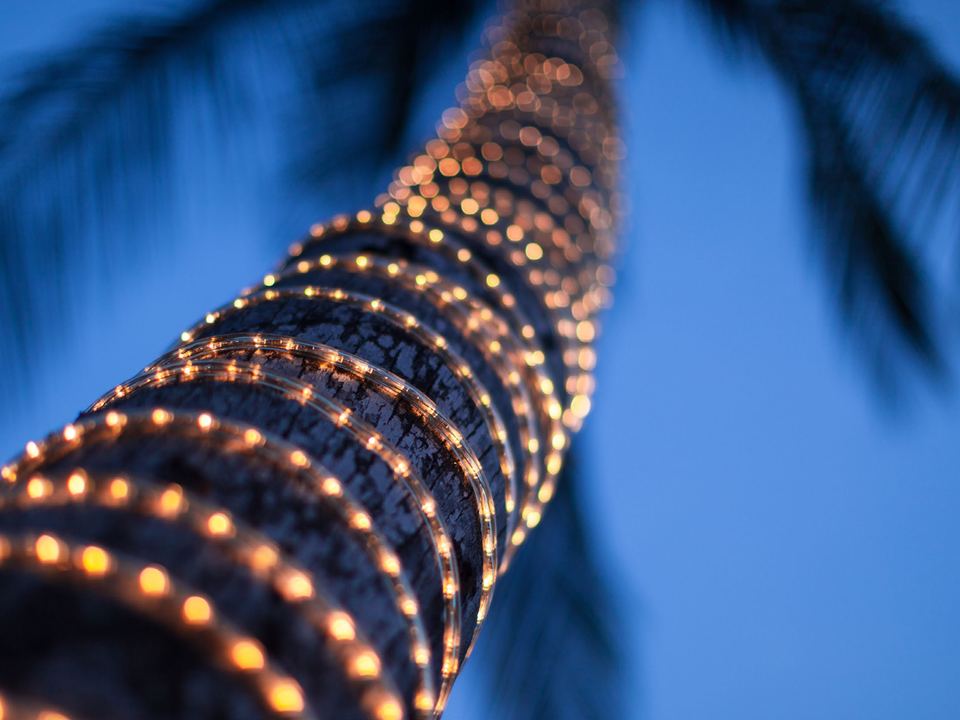 Looking up a palm trunk wrapped in a spiral of warm lights