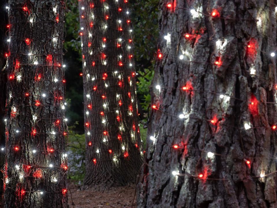 Tree trunks covered in red and white light nets